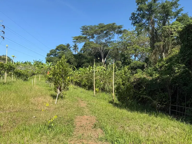 The Buwit Hectare, Kaba Kaba