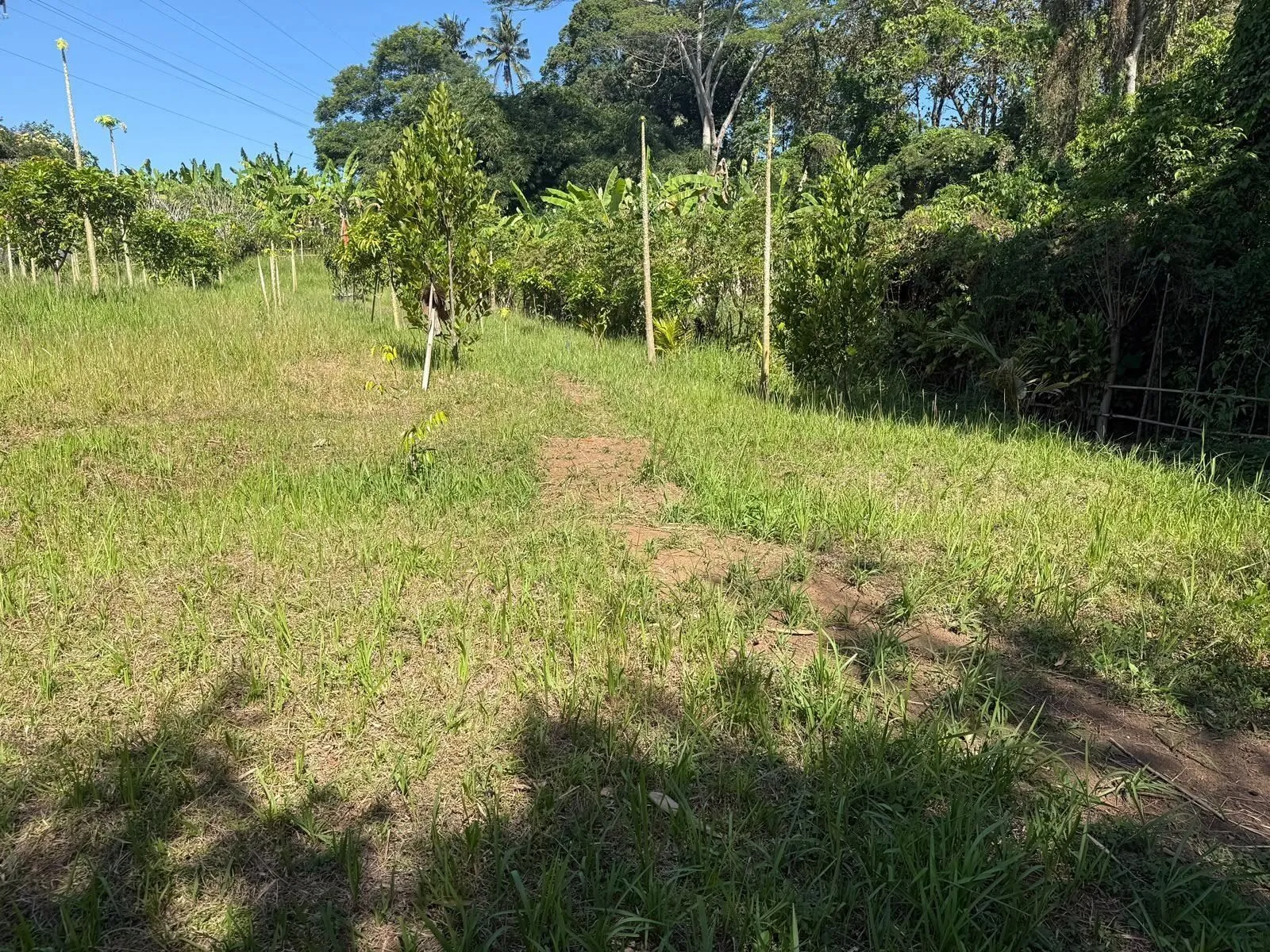 The Buwit Hectare, photograph 2