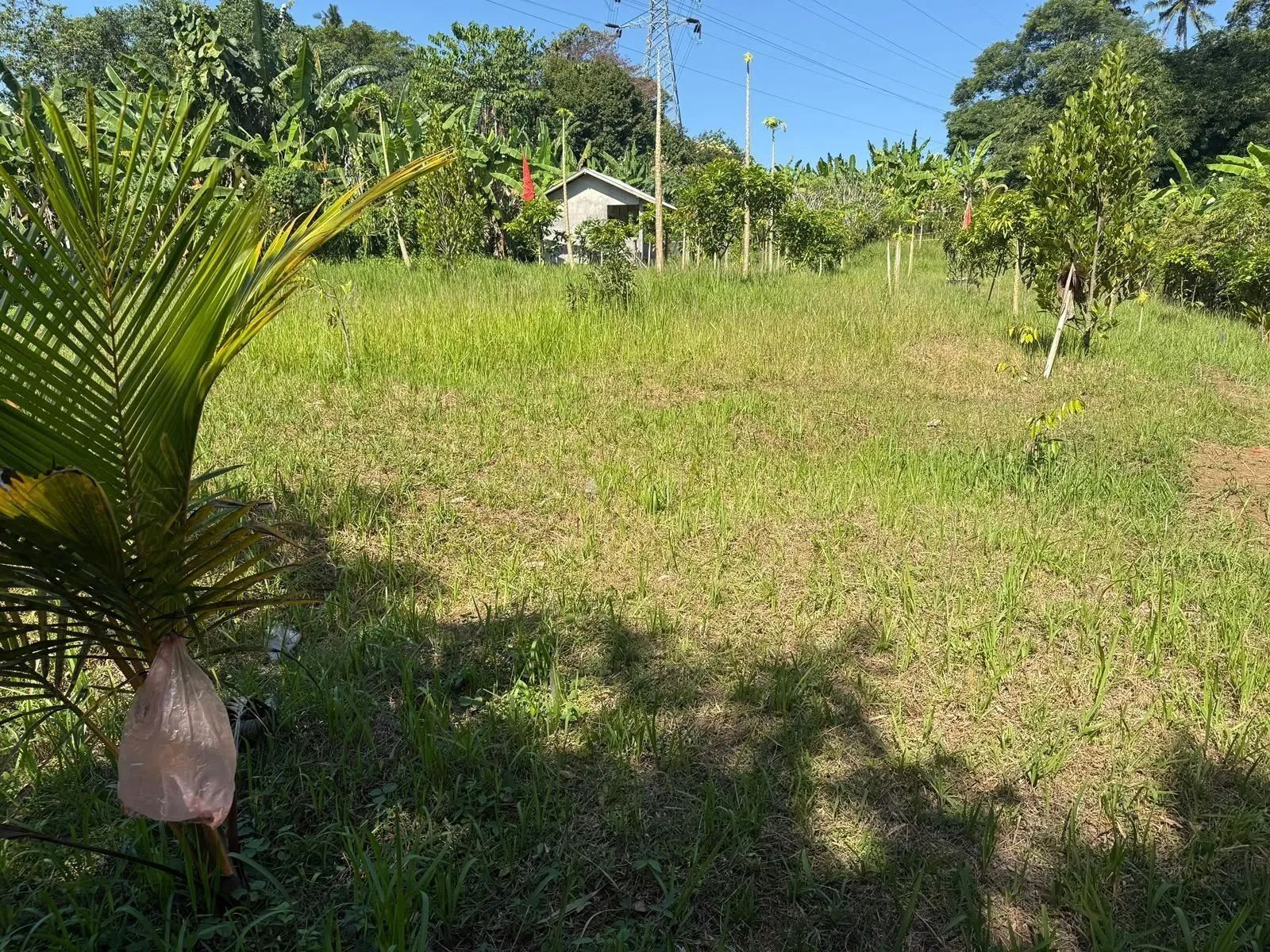 The Buwit Hectare, photograph 3