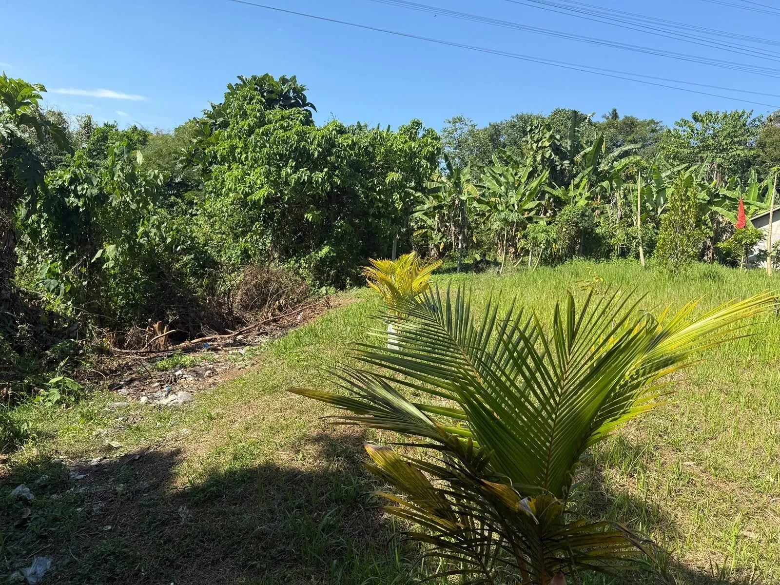 The Buwit Hectare, photograph 4