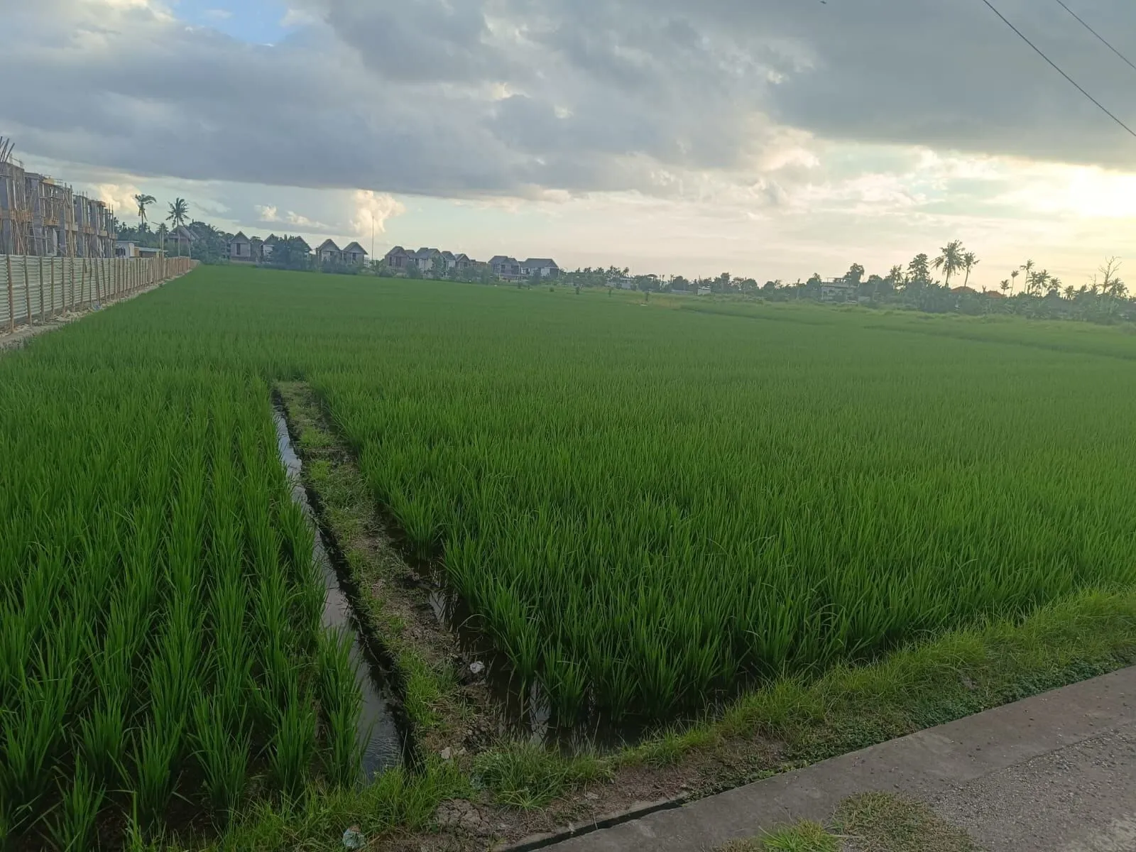 The Pigstone Paddy, Kedungu
