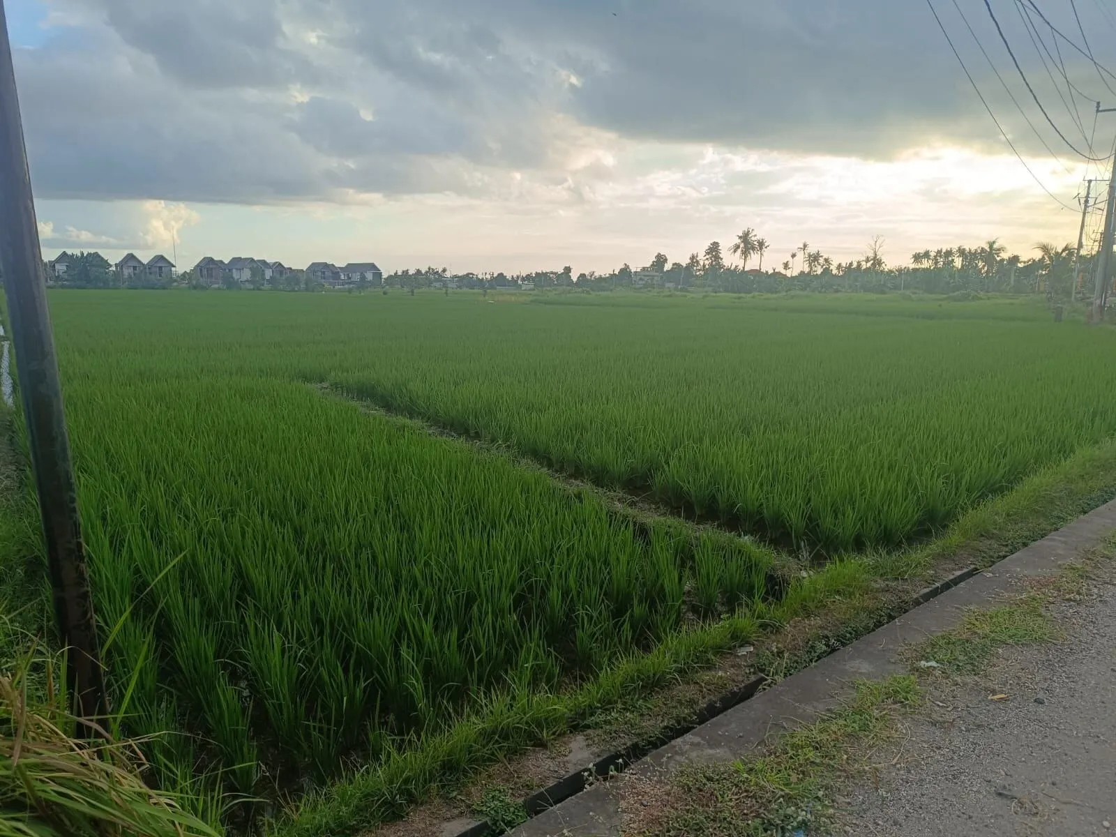 The Pigstone Paddy, photograph 2