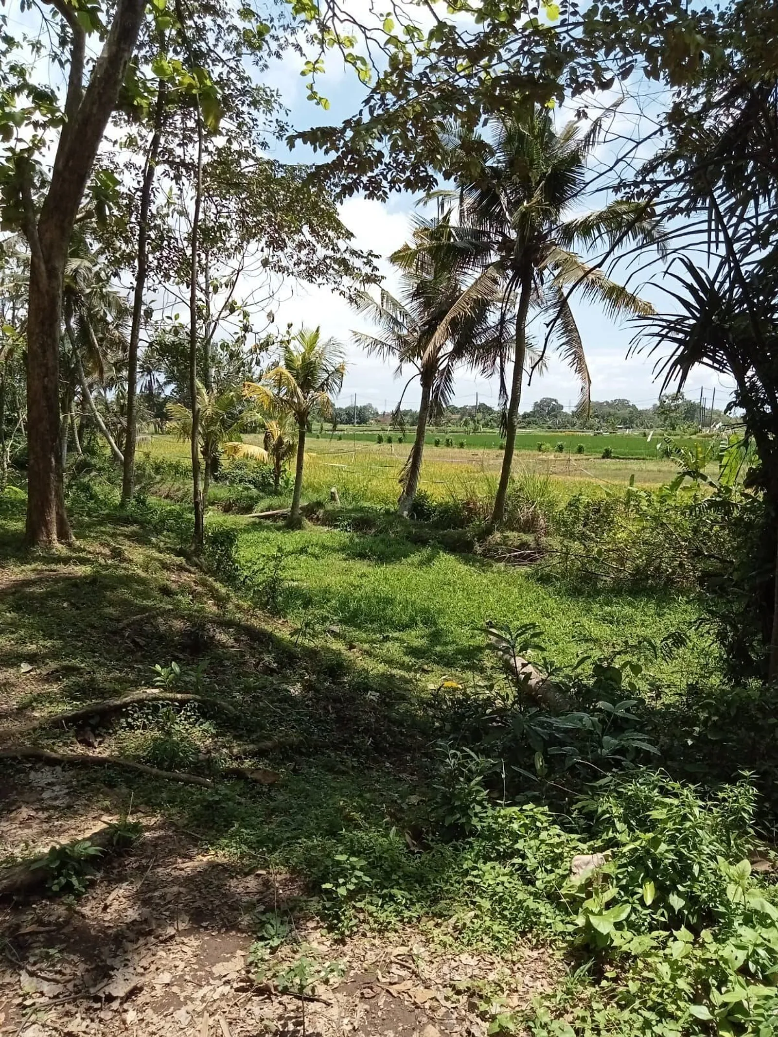 The Tree Line Land, Kaba Kaba