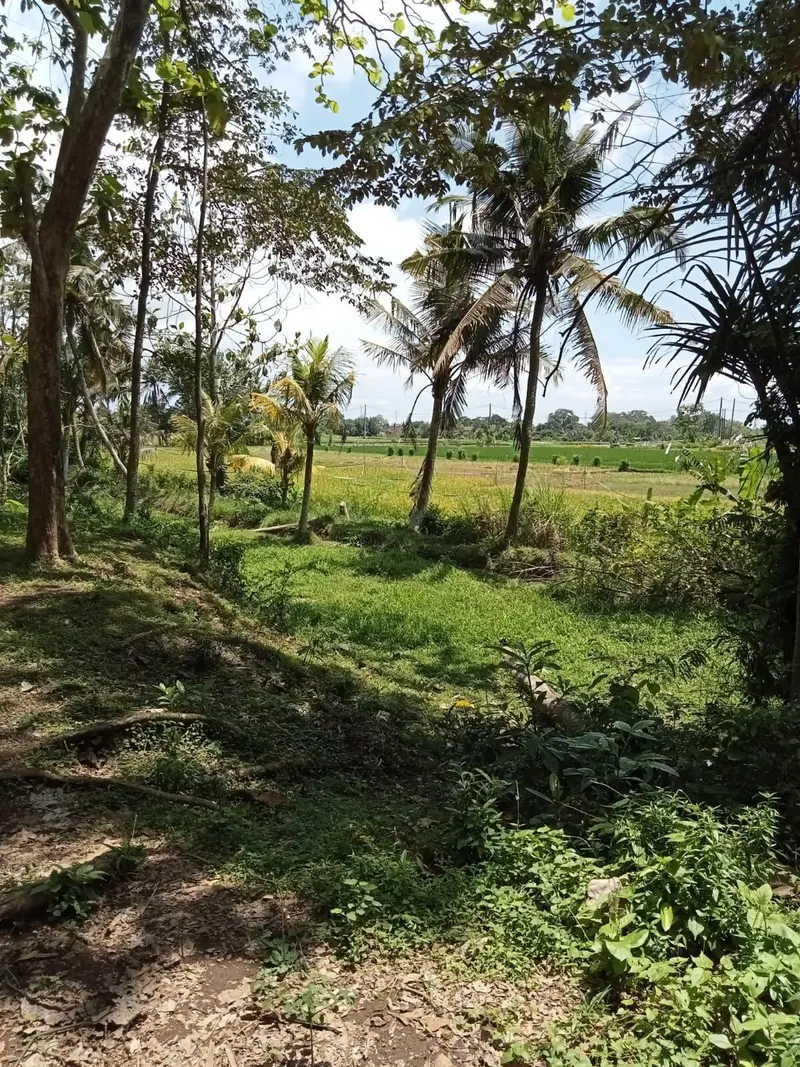 The Tree Line Land, Kaba Kaba