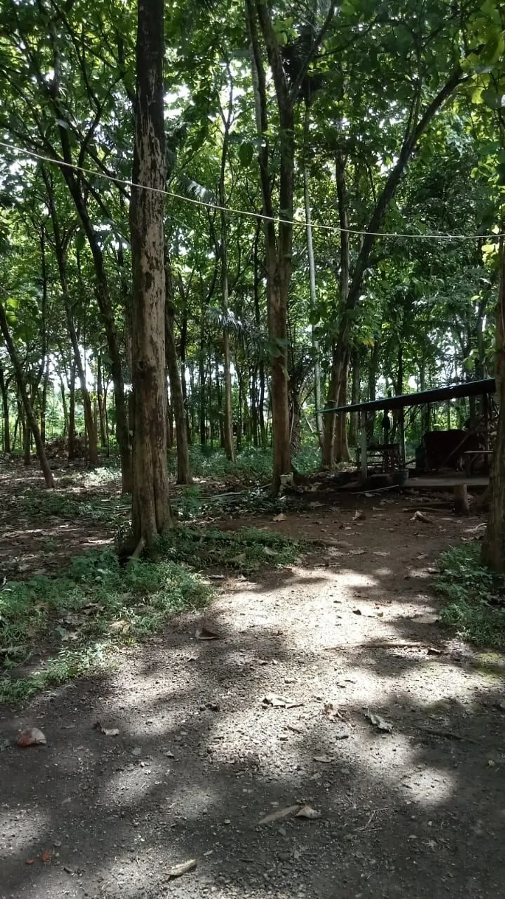 The Tree Line Land, photograph 2