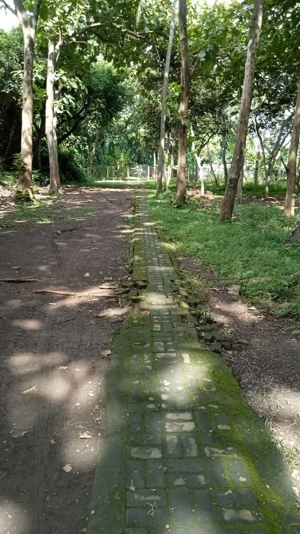 The Tree Line Land, photograph 3