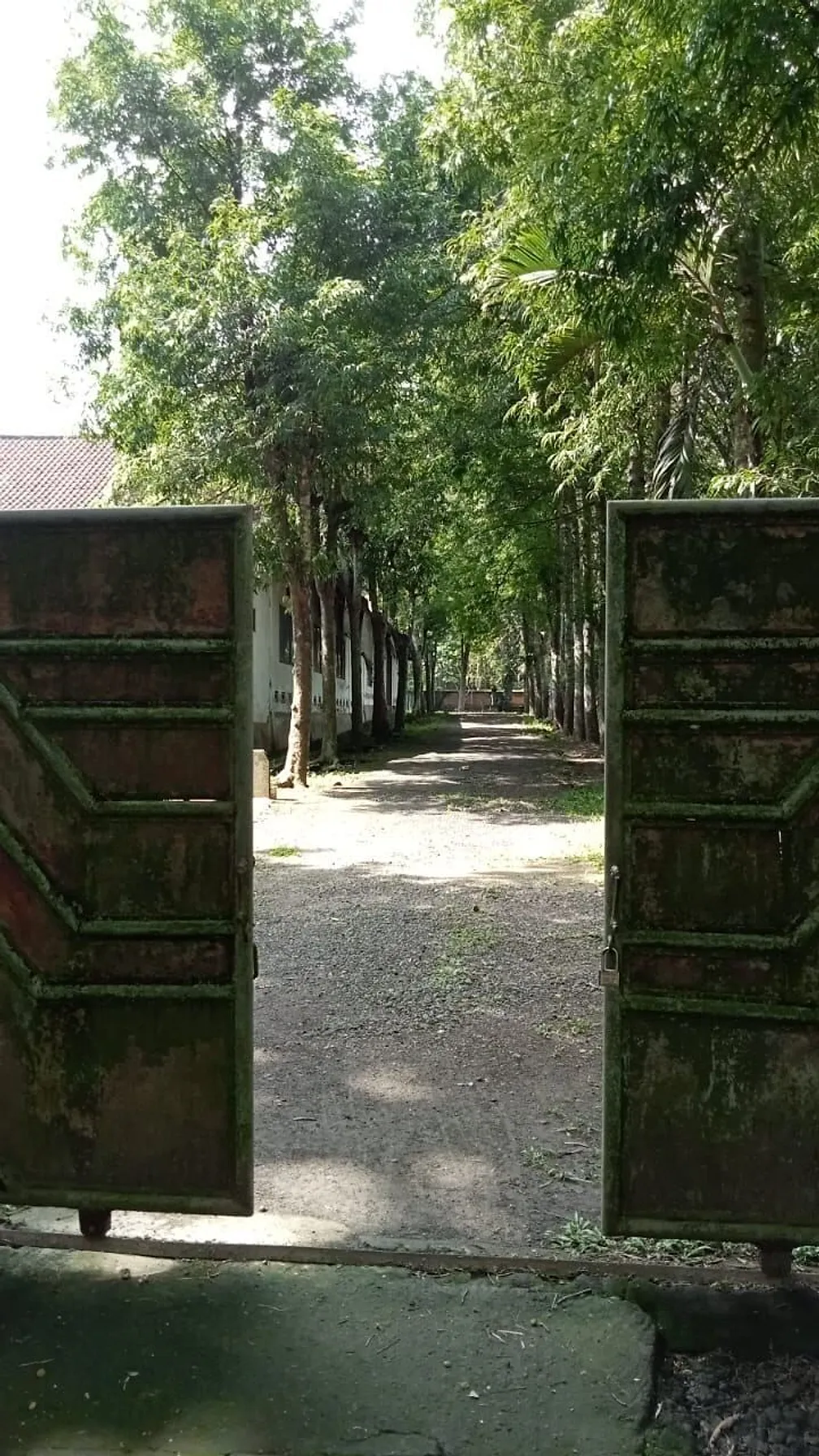 The Tree Line Land, photograph 4
